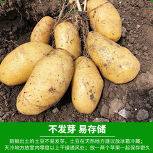 张北农家自产新鲜土豆现挖龟裂纹黄心土豆洋芋马铃薯10斤