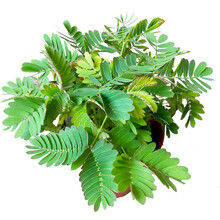 含羞草种子桌面小植物种子盆栽花卉种籽多年生四季易种害羞草感应草易成活 含羞草200粒