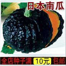 新种蔬菜种子日本南瓜种子疙瘩南瓜种籽板栗南瓜老南瓜籽嫁接砧木南瓜