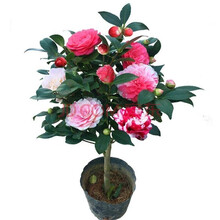 盆栽茶花苗山茶花苗绿植花卉盆栽四季好养茶花树苗盆栽耐寒花卉观花植物室内花卉绿植开花不断 五色赤丹 2年苗