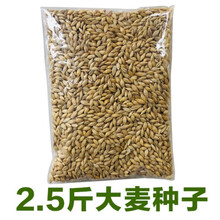 苏购 麦苗种  小麦种子 小麦苗种子小麦草种子 无土栽培麦芽糖芽苗菜大麦种子 2.5斤大麦种子