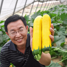 寿禾 西葫芦种子秧苗种苗寿光蔬菜种孑菜瓜小瓜翠宝菜籽翠绿 高产春夏季播种阳台庭院盆栽苗种苗种苗种籽 香蕉西葫芦种子 10粒【黄贵妃】