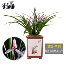 刘阁兰花苗 建兰新品红花 中华红 夏带浓香花苞出售内带多个好养品种花卉盆栽 瑶池圣月3苗连体裸根.送肥