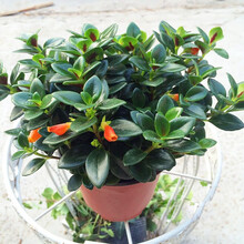 家居室内桌面盆栽金鱼吊兰花吊兰花卉植物盆景好养 金鱼吊兰如图一盆 不含盆