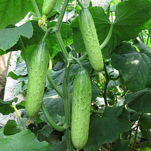 颜集卉水果黄瓜种子 生吃甜脆节节瓜 菜园老品种旱黄瓜春秋四季蔬菜籽 水果黄瓜原装一包约100粒