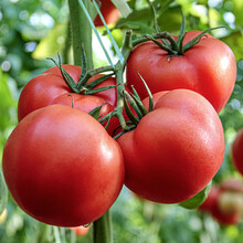 寿禾 石盾197番茄种子石头翻茄藩茄大西红柿普罗旺斯苗家庭种植蔬莱阳台庭院夏秋季播种疏菜种籽种孑菜仔 石盾197番茄幼苗 6棵