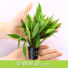 鱼草缸造景中后景有茎水草绿菊水族箱装饰淡水懒人水草植物套餐 中柳1杯5支