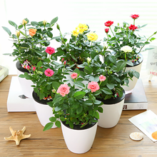 玫瑰花盆栽发货迷你玫瑰微型月季花盆栽阳台客厅花卉植物室内蔷薇长寿花盆栽满天星带盆栽培好带花苞发货 红色 含盆
