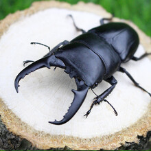 独角仙甲虫成虫中国大扁套餐昆虫饲养箱爬虫锹甲造景甲虫果冻套装 套餐①加中国大扁6.5厘米公虫