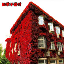 攀援爬藤植物  五叶地锦苗子 三叶爬山虎大苗爬藤红叶爬墙虎 五叶爬山虎6年大苗 见效非常快 不含盆