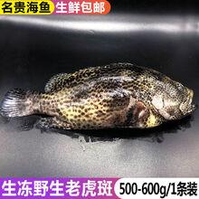 【源外园生鲜旗舰店】海钓海捕石斑鱼海鲜水产鲜活冷冻带鱼马鲛鱼多宝黄花大深海鱼 名贵老虎斑500-600克1条装
