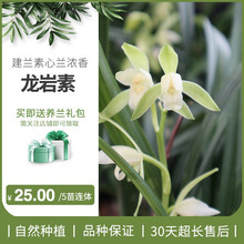 艾莹兰花苗 建兰矮种荷瓣凤月荷 夏带花苞出售室内好养花卉盆栽草 龙岩素5苗连体，送肥