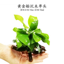 鱼缸水草造景水族箱活体有茎多头懒人沉木装饰阴性鱼缸水下水草 黄金水榕沉木单头