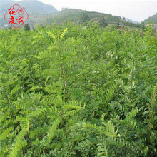 花友秀  紫穗槐树种子护坡灌木刺槐种子猪屎豆胡枝子毛苕子柠条山毛豆盐肤木马棘灌木护坡种子 刺槐种子一斤