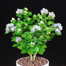 元井 茉莉花盆栽双色茉莉花苗重瓣花卉阳台室内庭院植物 4年苗(带原土) 含盆