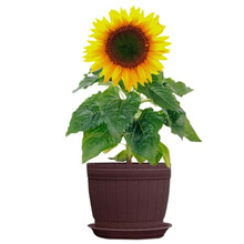 杏花天 满天星种子草莓苗玫瑰花苗太阳花种子四季播种易爆盆四季开花办公室内阳台桌面盆栽观花绿植物花卉 O向日葵种子50粒