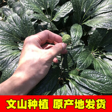 2019新花三七花云南文山 特级500g精选三七37花田七花茶 19年四年花250克