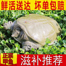 公雄大甲鱼鲜活活体食用团鱼鲜活王八中华鳖批发营养老鳖 3.5斤老鳖(3.2-3.5斤)