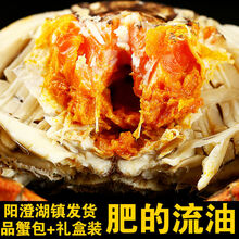 螃蟹 特大六月黄大闸蟹鲜活母公现货水产礼盒苏州 罗菲迪新 六月黄(3.0-3.5两)1 6只