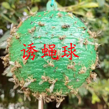 溪沫 双面加厚特粘诱虫蓝板粘虫板黄板果园茶园大棚家用等灭多种小飞虫 6个直径7.5厘米的绿色诱蝇球 粘瓜果实蝇针峰等