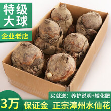 高宅正宗漳州水仙花种球水培花卉水养大盆栽植物冬季花卉种子 单瓣特级4粒一箱