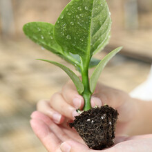 寿禾木耳菜种子大叶阳台蔬菜家庭种植菜子春夏秋四季播种疏蔬莱耐热菜籽种籽木耳菜苗种子菜仔菜苗秧 木耳菜幼苗 5棵