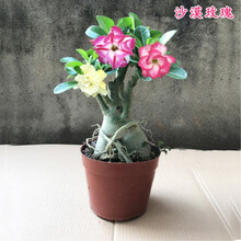 沙漠玫瑰花苗盆栽四季开花鲜花庭院室内绿植盆景花卉 精品多色S款沙漠玫瑰 精品中苗