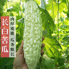 颜集卉【长绿苦瓜种子】 白玉苦瓜种子 高产抗病春夏季菜园阳台蔬菜种子 长白苦瓜种子 简装15粒【买2送1】