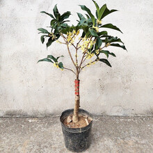 正宗流苏嫁接桂花树苗盆栽地栽沉香桂树苗金桂树苗非嫁接四季桂花卉苗木四季开花带香味当年开花 原土发货 金桂 嫁接4年苗当年开花