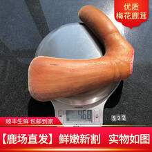 【鹿场直发】吉林梅花鹿 鲜鹿茸 鹿茸整枝 2021年割新鲜梅花鹿茸头茬二杠 连刀切片  男士泡酒 【新鲜鹿茸468克一支】