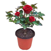 雅卉（YAHUI）欧洲月季花苗 阳台庭院盆栽地栽 藤本蔷薇花苗月季爬藤植物四季循环开花开花 玫瑰苗两颗送盆 3年苗