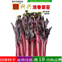 红菜苔种子 紫红菜薹红色四九菜心 秋季阳台盆栽田园农家蔬菜种子 浓香菜苔5克/包 约千粒