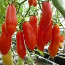 颜集卉红圣女果种子樱桃番茄种子小西红柿种子阳台盆栽蔬菜种子四季播种 香甜水果200粒