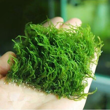 听白阁莫丝水草活体鱼缸造景套餐水族箱有茎类中后景真水草 火焰莫斯8*8网片定植