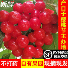 骄瑰 顺丰空运 四川小樱桃土恩特儿黄草攀枝花米易小樱桃国产新鲜水果 1500g(净重) 精品果 精品大果A+级