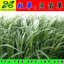 巨菌草种芽苗节茎杆子 猪牛羊鸡鸭鹅兔鱼竹鼠青黄贮牧草种籽 【巨菌草：种芽】100节