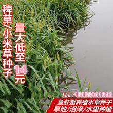 小米草种子养殖鱼虾蟹水草耐水淹耐旱雀叶稗湖南稷子高产牧草种籽 小米草种子20元一斤