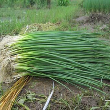 苏购 葱种  四季小香葱种子小葱种籽分葱火葱苗头阳台盆栽家庭四季播种 一包 小香葱原包装