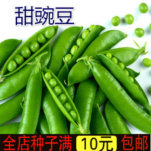 新种甜豌豆种子甜脆水果豌豆家庭菜园 青豆甜豆生熟均可