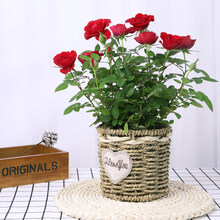 玫瑰花盆栽大盆带花苞室内好养的花卉观花植物绿植苗 红色花篮盆(玫瑰花颜色指定) 含盆
