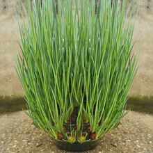 寿禾 葱头种子四川红葱四季小香小葱籽盆栽火葱家庭种植业夏季小毛葱蔬莱干葱头种葱花疏蔬菜种籽阳台菜籽种 红葱头 1斤