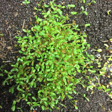 鱼之宝 鱼缸造景水草种子 水草泥 水族箱前景矮牛毛水草种子 对叶草坪种子 2公斤水草泥+爱情草种子一包