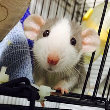 花枝鼠 价格 图片 品牌 怎么样 京东商城