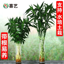 带根富贵竹 商品搜索 京东