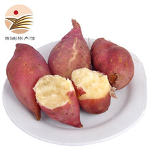 [西峡馆] 商薯红薯 白心红薯 板栗红薯 农家地瓜 新鲜蔬菜 5斤装中大果