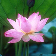 水培花卉荷花种根大型莲藕种苗四季开花盆栽茎家庭池塘碗莲种子 红蜻蜓观赏偶苗 其他