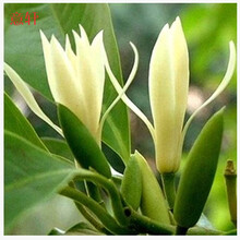 白兰花盆栽 黄桷兰嫁接白兰花苗十里飘香白玉兰花树苗 黄兰盆栽地栽苗 白兰5年苗