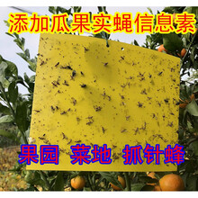 除蚊蝇神器 粘蚊子贴纸 诱蝇球柑橘大实蝇食蝇小蔬菜瓜果园蚊果蝇诱捕器粘虫板诱虫球针蜂 20*25cm瓜果实蝇信息素黄板20张