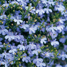 【虹越】花卉种子 萌吖吖天竺葵六倍利吊篮满天星藿香亚利桑那 春秋播花种 六倍利 宫殿天蓝色