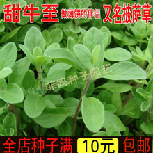 新种甜牛至种子 野马郁兰香草种子披萨伴侣 披萨草马约兰泡茶香料种子